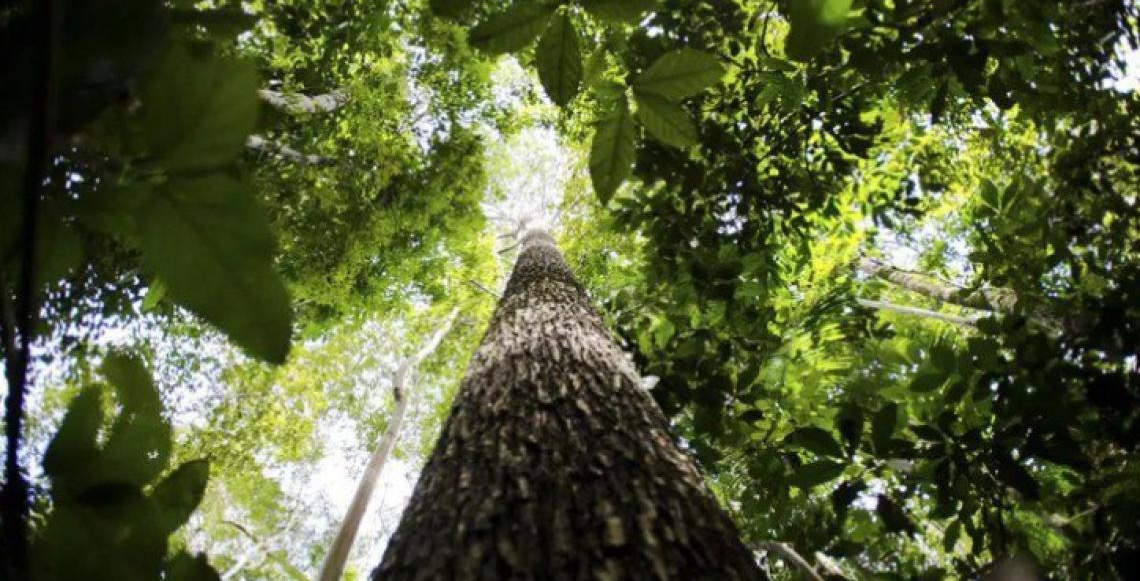 Áreas sob alertas de desmatamento caem 35% na Amazônia e 6% no Cerrado desde agosto