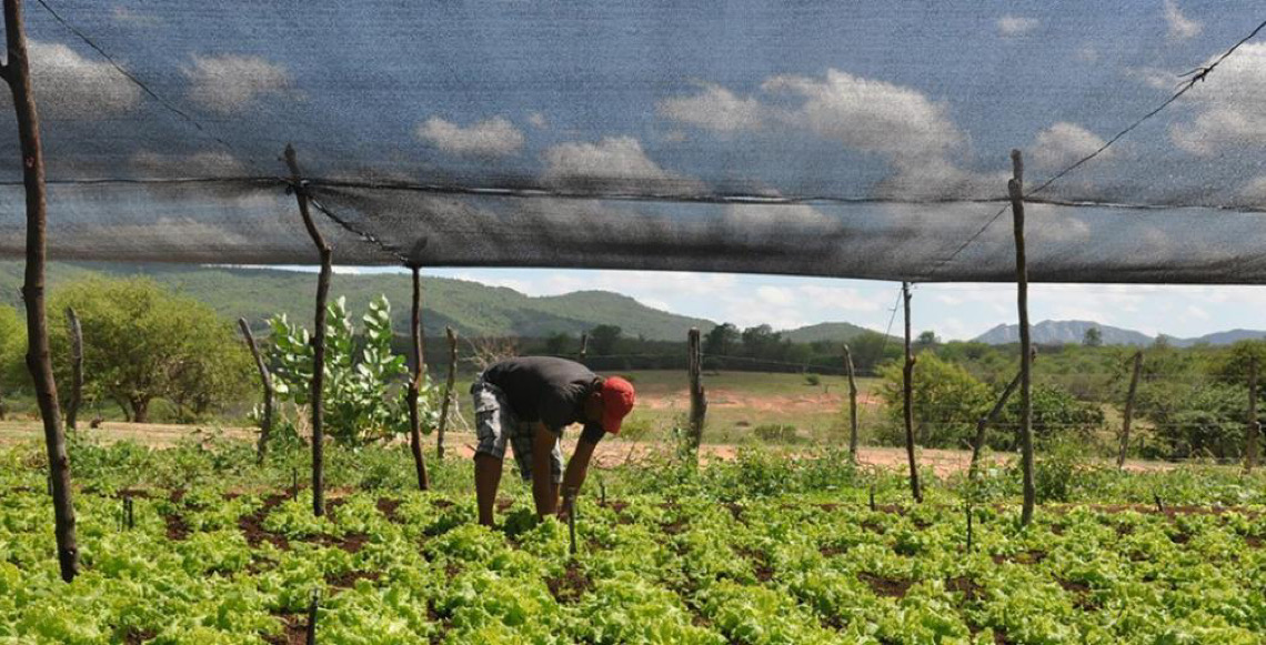 Agricultura familiar no Brasil ganha apoio do Banco Mundial para clima e geração de empregos
