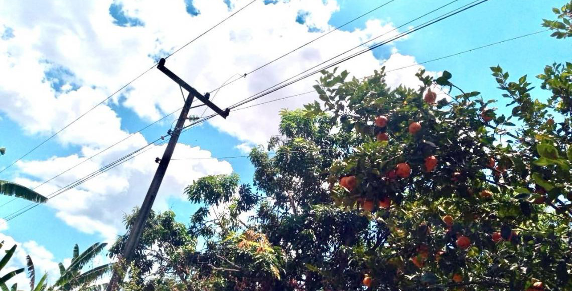 Colher frutas perto da fiação elétrica pode causar acidentes graves
