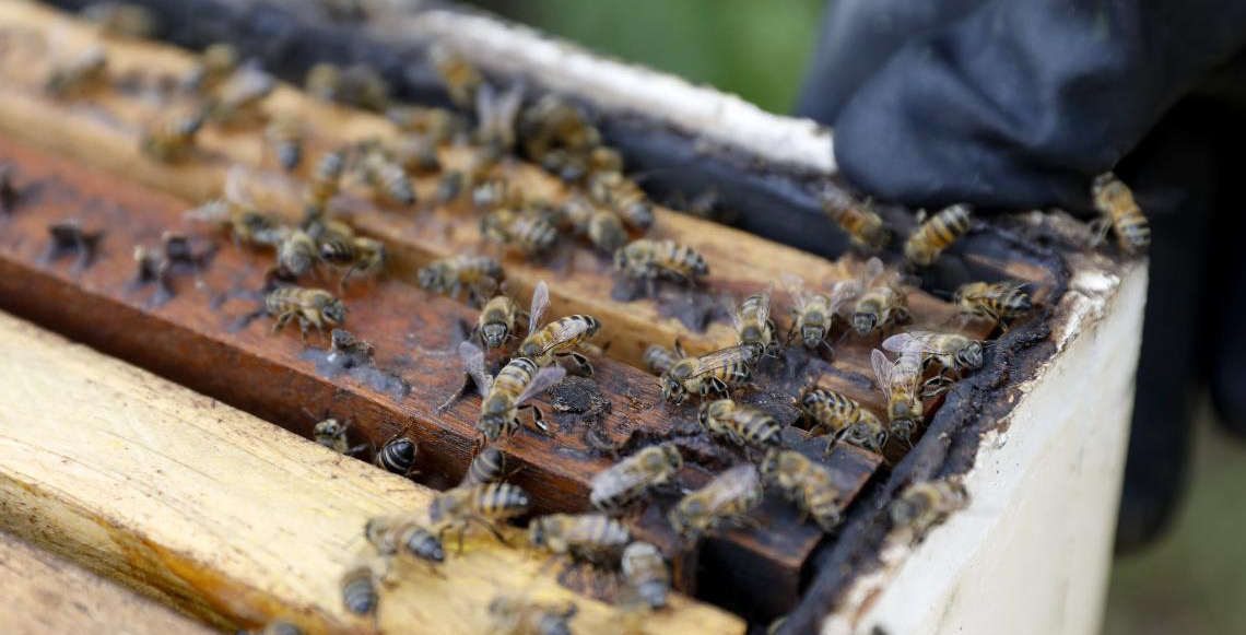 Trilha de abelhas nativas do Cerrado é lançada