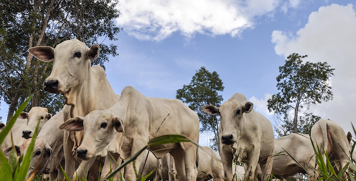Marrocos abre licitação para comprar carne bovina