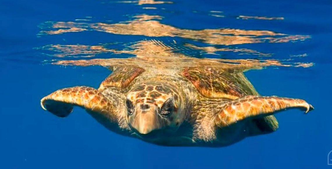 Tartarugas fêmeas saltam de penhasco para escapar de machos agressivos