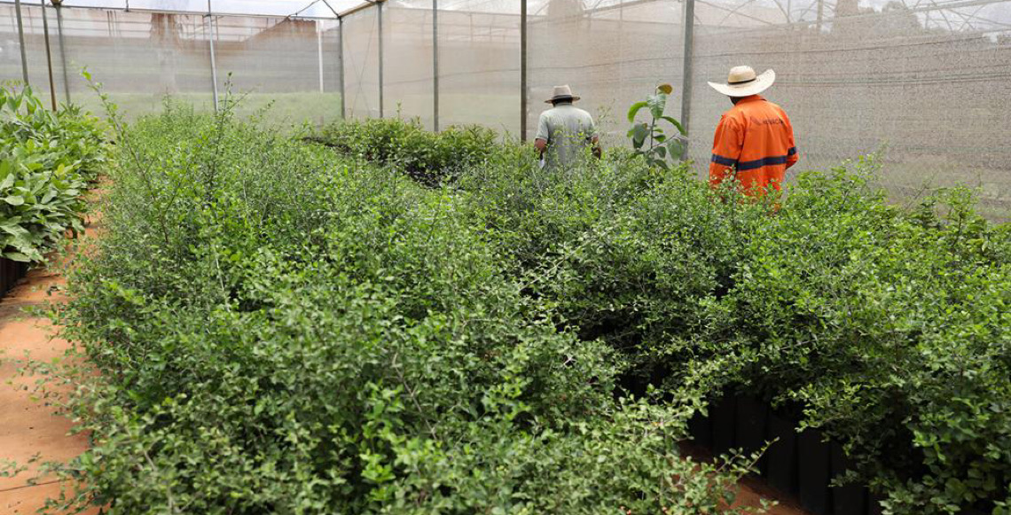 Distrito Federal ultrapassa 218 mil árvores plantadas desde 2019 e amplia meta até 2027