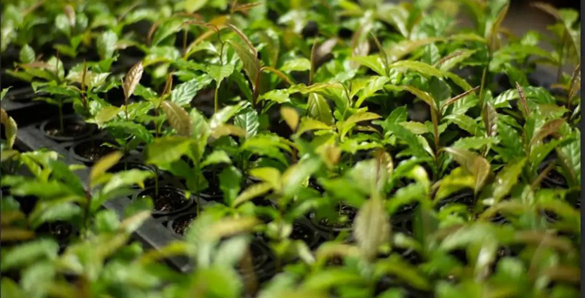 Mata Atlântica: De bioma devastado a exemplo de restauração florestal