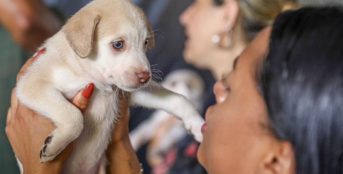 Cadastro identifica cães e gatos do Distrito Federal