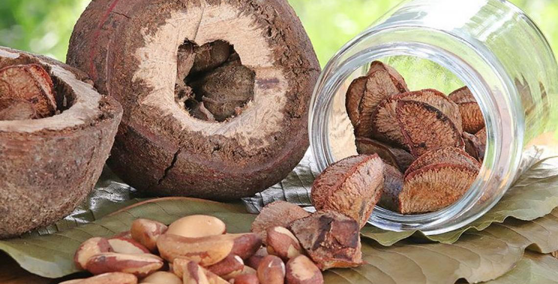 Projeto cria indicadores de eficiência para a cadeia da castanha-da-amazônia