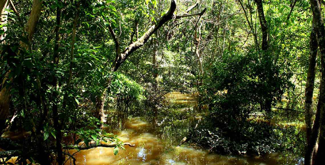 Descoberto fungo amazônico com potencial para controlar doenças agrícolas e desenvolver novos antibióticos