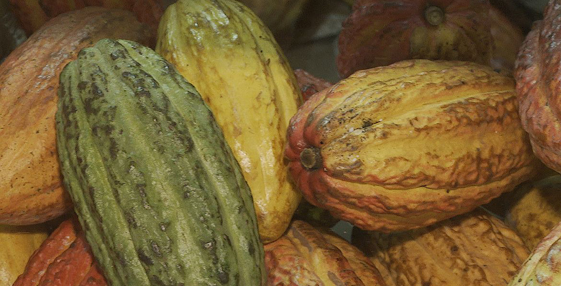 Governo brasileiro suspende importação de cacau da Costa do Marfim 