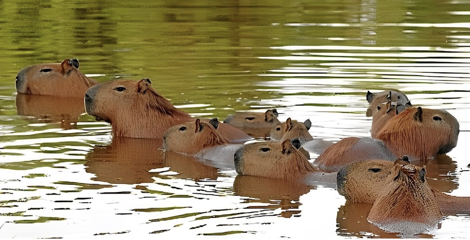 Iº Workshop sobre Febre Maculosa reforça base científica para manejo de capivaras no Distrito Federal