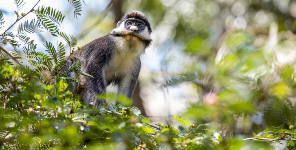 Dia Mundial da Vida Selvagem destaca plantas medicinais e proteção dos ecossistemas