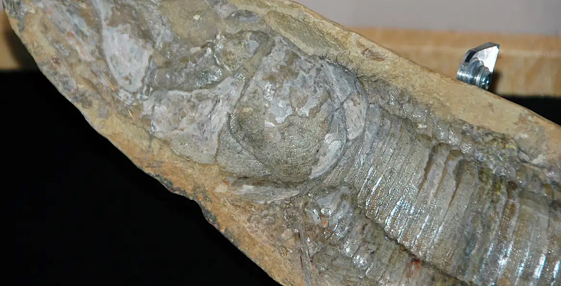 Fósseis retirados da Bacia do Araripe voltam ao Brasil 30 anos depois