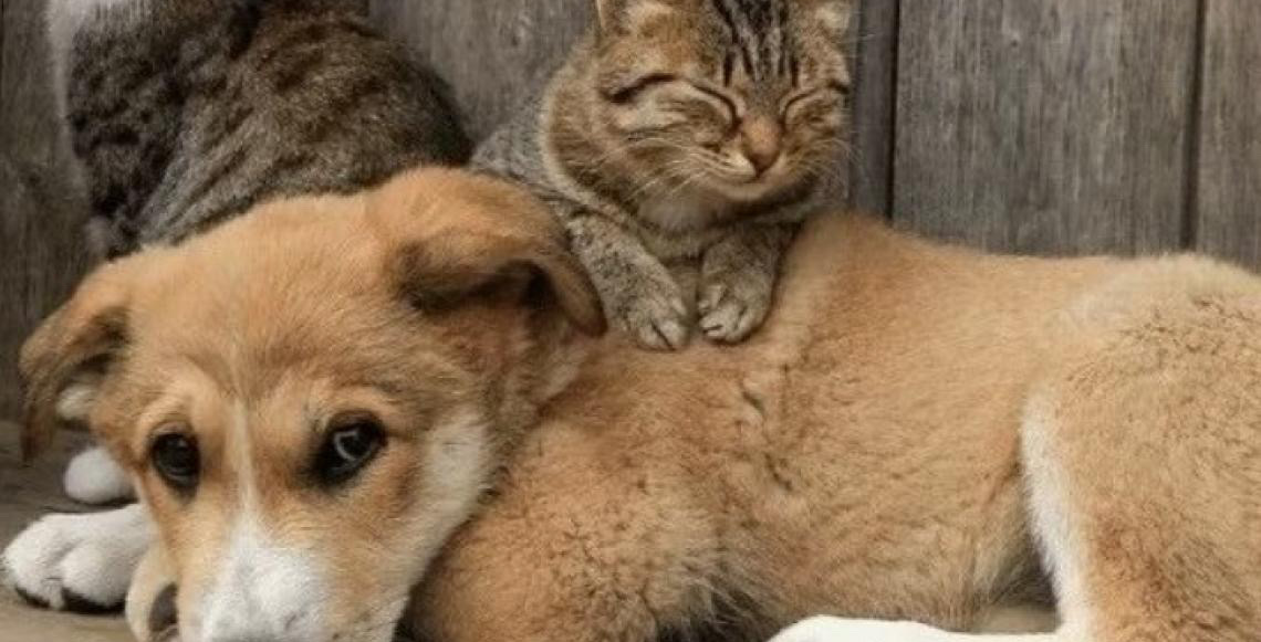 Ministério do Meio Ambiente anuncia a Semana Nacional dos Animais, em Brasília