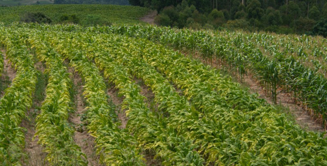 Tarifaço dos EUA não afeta Brasil, que bate recorde em exportação de tabaco no exterior, diz mídia