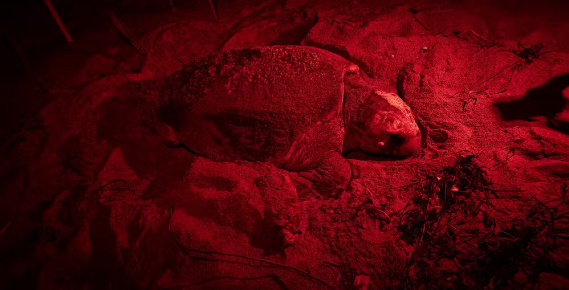 Tartaruga marcada por pesquisadores em 1988 reaparece em praia do Espírito Santo