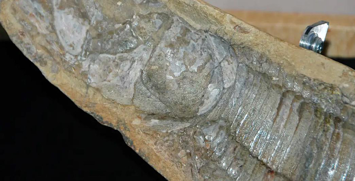 Fósseis retirados da Bacia do Araripe voltam ao Brasil 30 anos depois