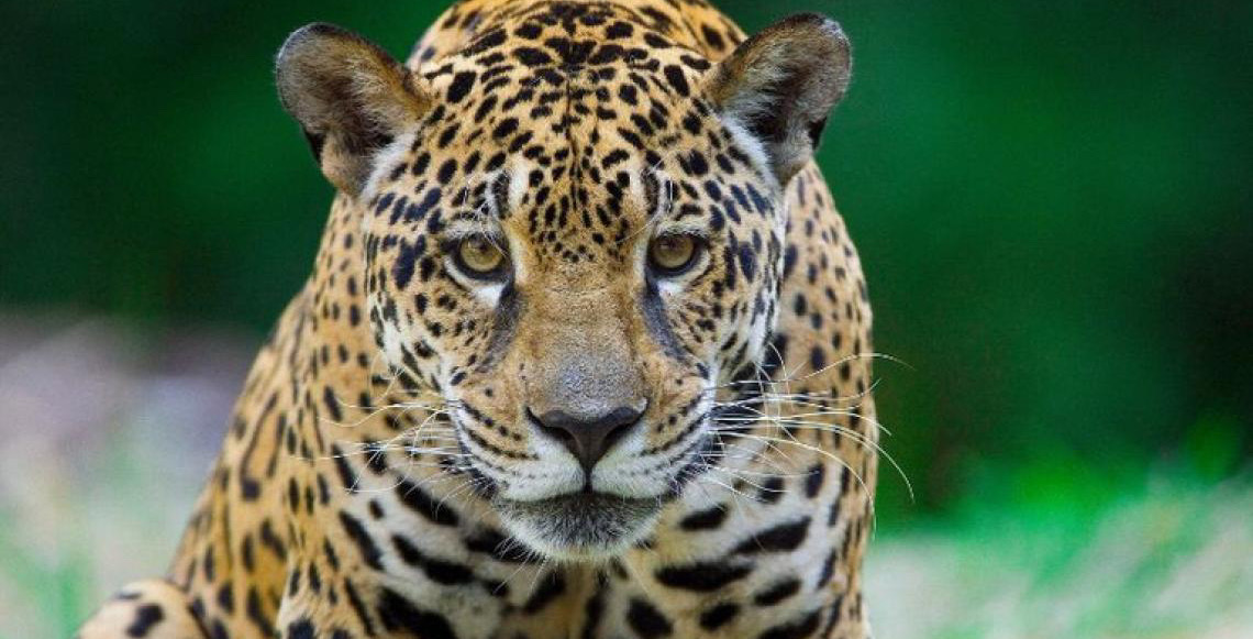 COP 15 no Brasil: Entenda o papel da conferência na proteção global das espécies migratórias