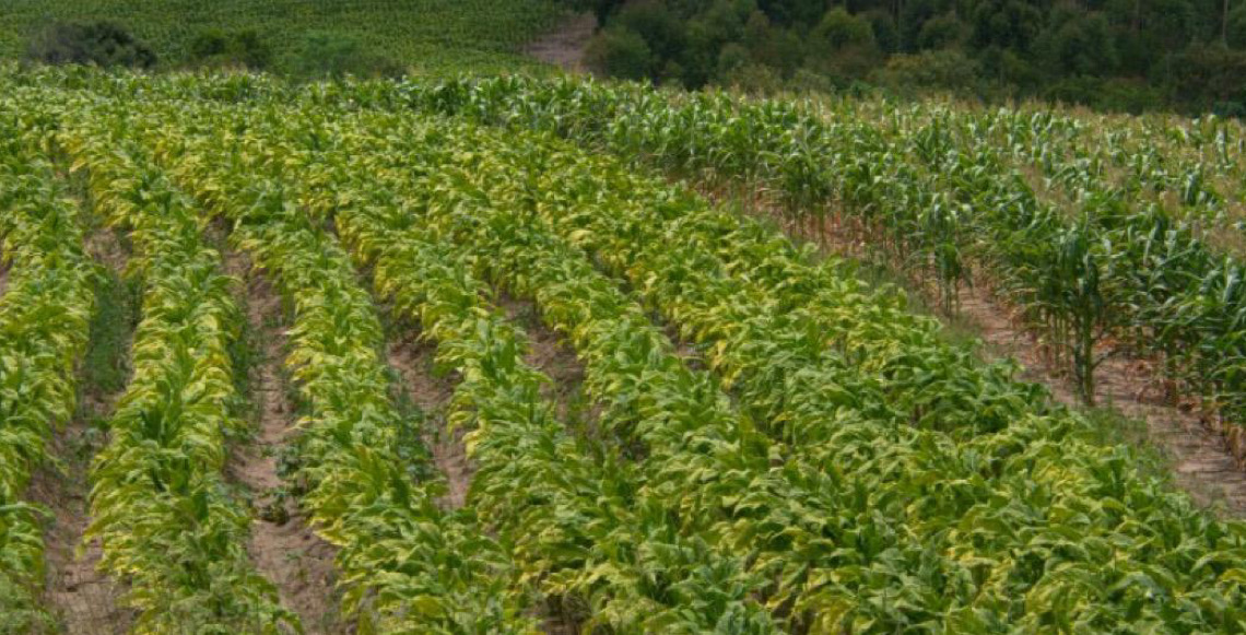 Tarifaço dos EUA não afeta Brasil, que bate recorde em exportação de tabaco no exterior, diz mídia