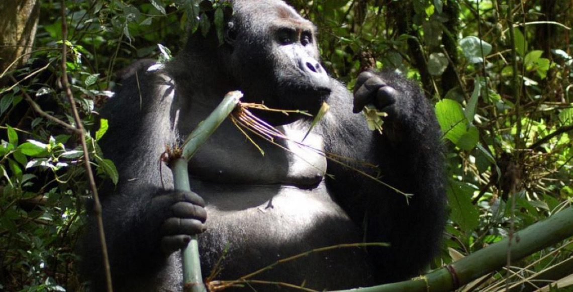 Programa das Nações Unidas ressalta esforços para salvar animais que estão à beira da extinção