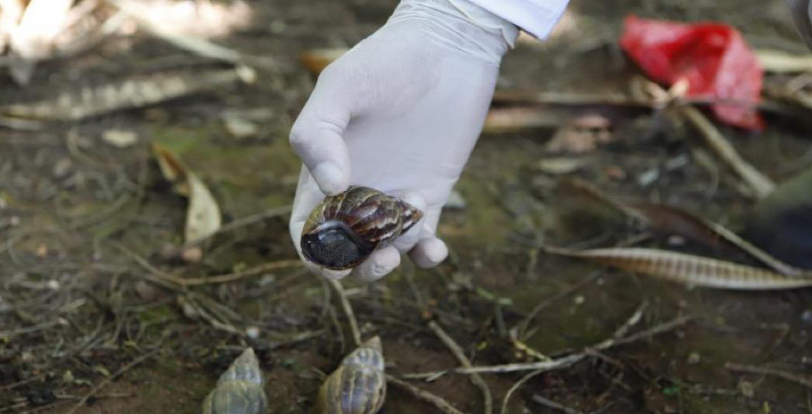 Chuvas alertam para presença de caramujo africano no Distrito Federal