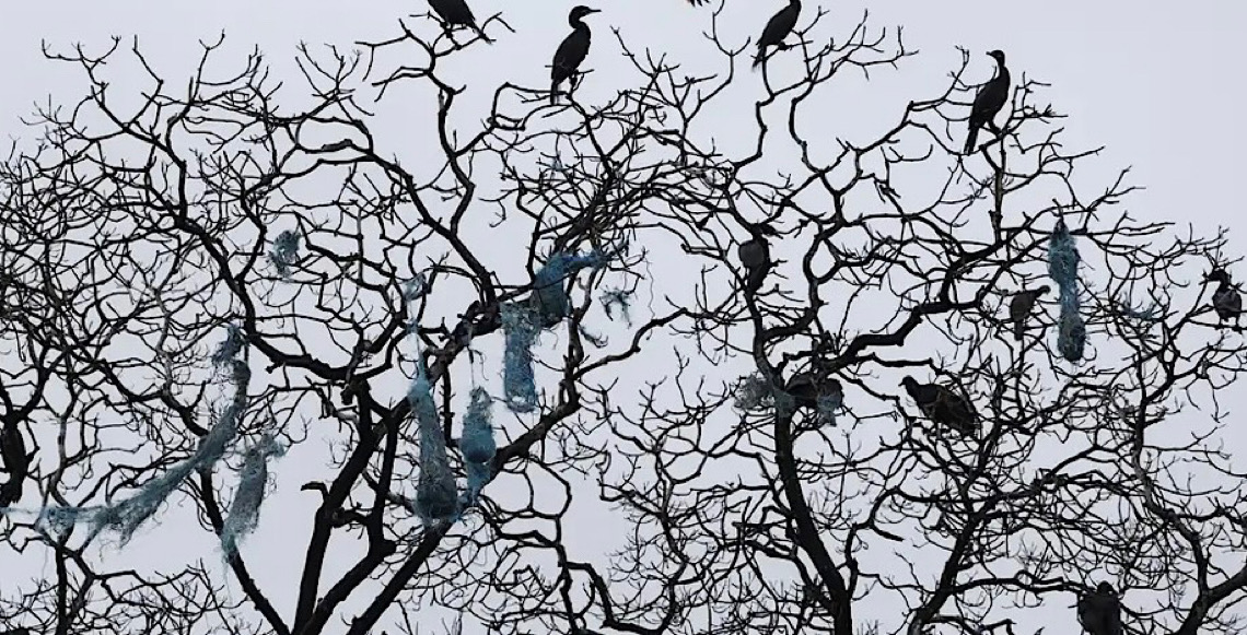 Corvos superam primatas e intrigam cientistas com compreensão de geometria