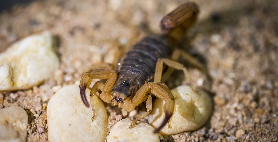Distrito Federal registra mais de 5,5 mil acidentes com animais peçonhentos em um ano