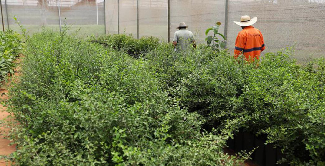 Distrito Federal ultrapassa 218 mil árvores plantadas desde 2019 e amplia meta até 2027