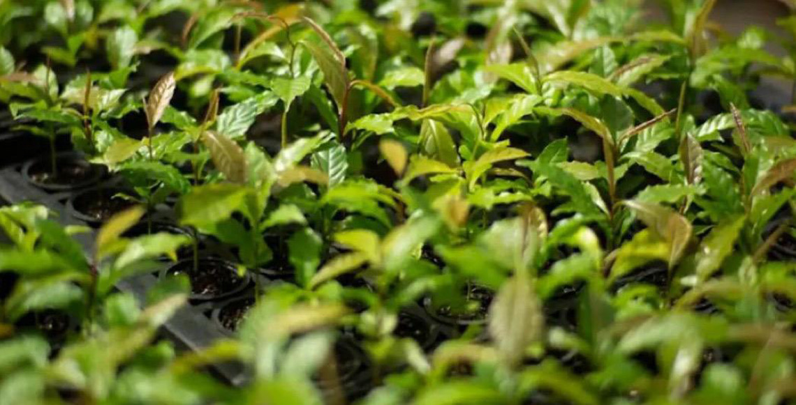 Mata Atlântica, na Bahia: De bioma devastado a exemplo de restauração florestal