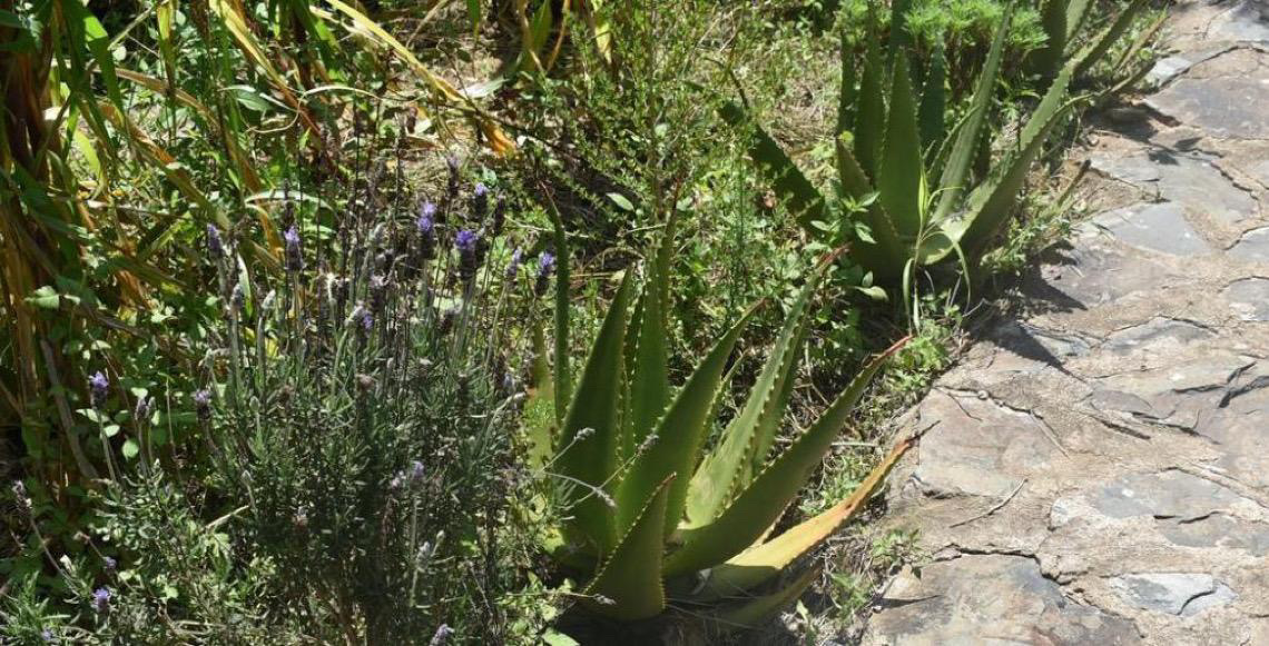 A conservação das plantas medicinais enfrenta desafios crescentes