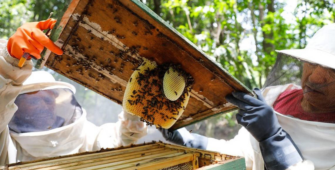 Curso sobre Manejo capacita produtores na criação de abelhas nativas sem ferrão