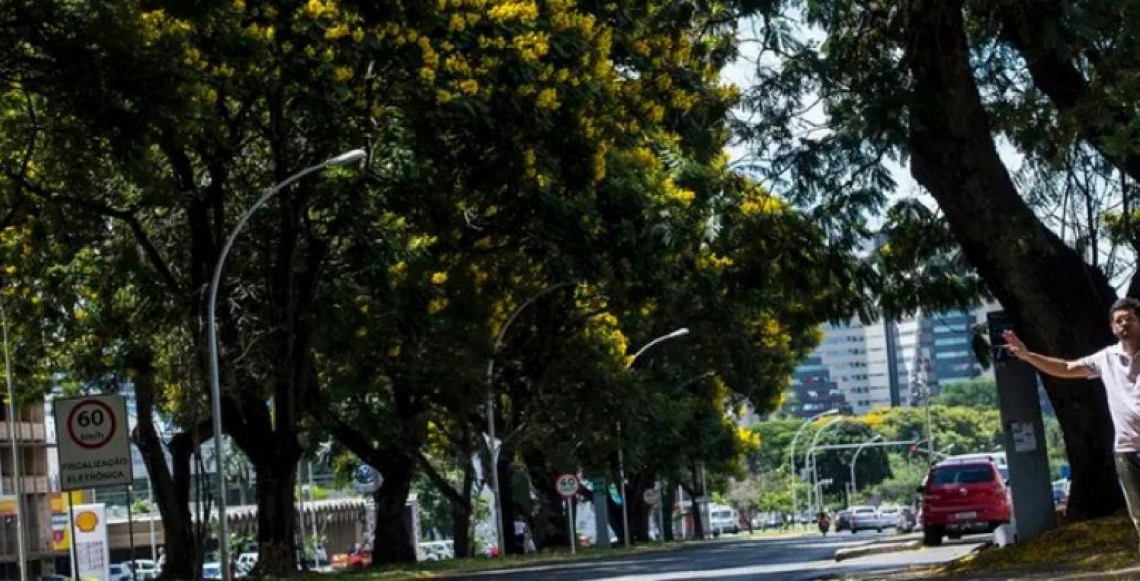 Ministério institui Plano Nacional para ampliar arborização em áreas urbanas