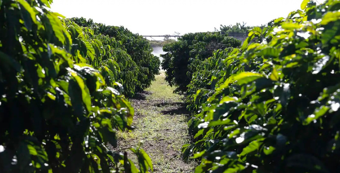 Preço do café cai, mas ainda remunera produtor, e mercado vive incertezas com juros e guerra