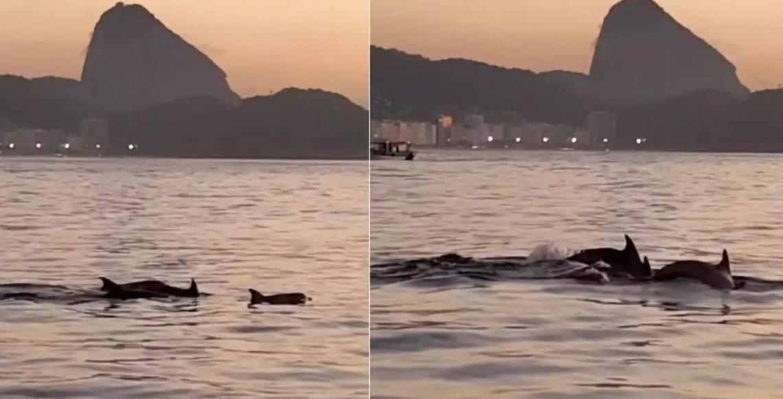 Golfinhos encantam banhistas da Praia do Arpoador, no Rio de Janeiro e indicam boas condições de praia