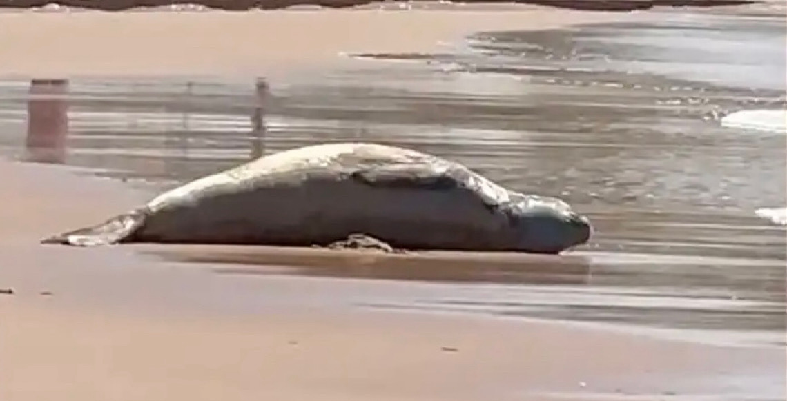 Elefante-marinho passeia por praias de Alagoas enquanto muda a pelagem 