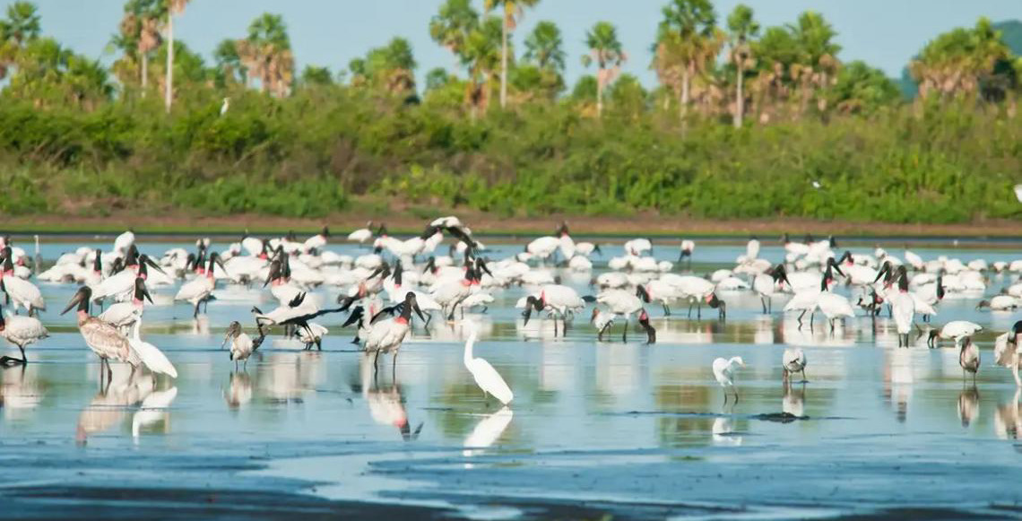 Conheça novas áreas de proteção ambiental no Cerrado e no Pantanal