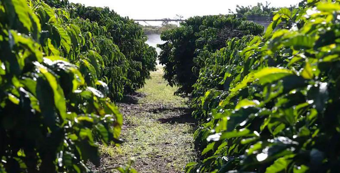 Preço do café cai, mas ainda remunera produtor, e mercado vive incertezas com juros e guerra
