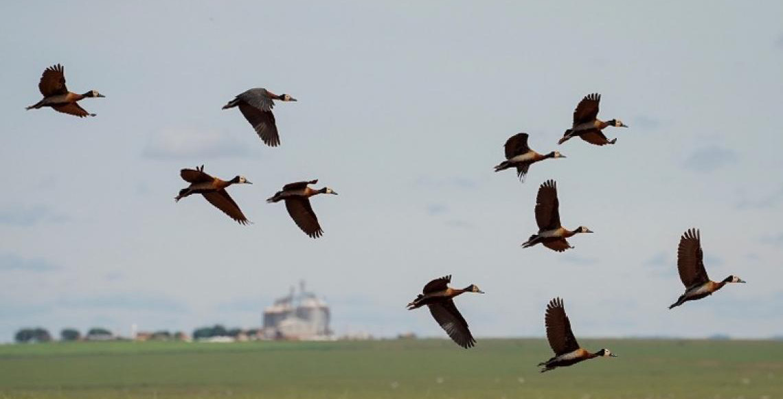 COP 15: Conheça as espécies migratórias do Brasil e as ações para sua conservação