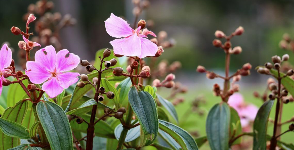 Após dois anos da retirada de pinheiros antigos: Espécies do Cerrado florescem no Parque da Cidade