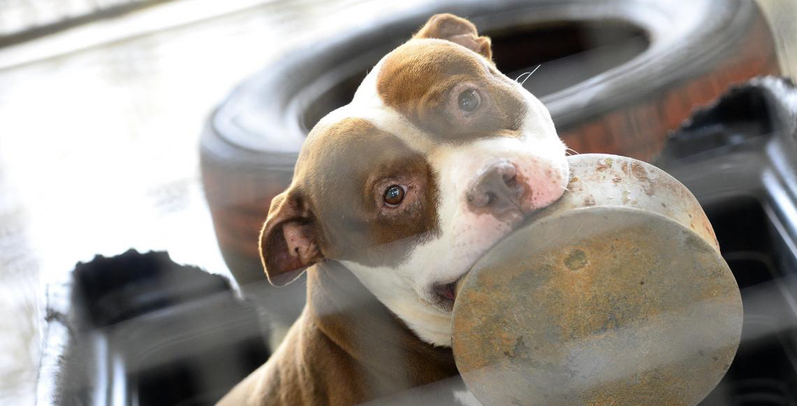 Cães resgatados pela Zoonoses do Distrito Federal esperam por um novo lar