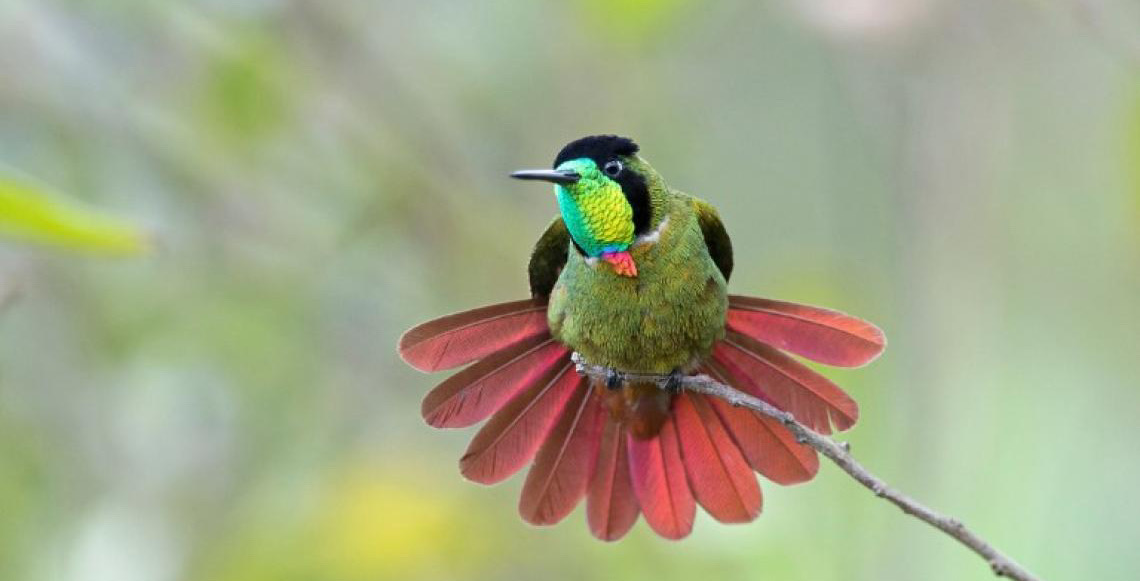 Linha de frente: Conheça o trabalho do ICMBio para proteger a fauna brasileira do risco de extinção