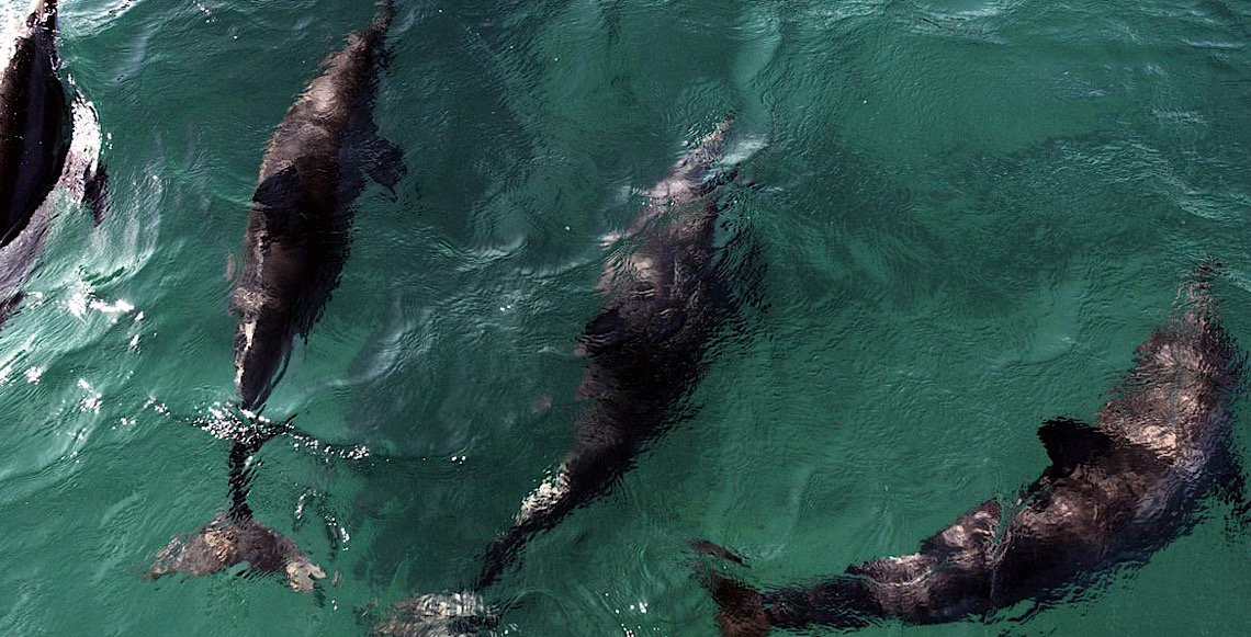 Praia de Pipa, no RN restringe passeios de barco em acordo para proteger golfinhos e tartarugas-marinhas