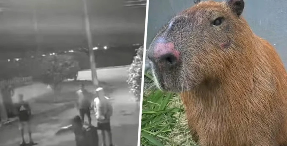 Grupo acusado de agredir capivara no RJ é enquadrado no decreto 'Justiça por Orelha'