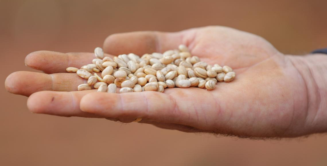 Produção agrícola do Distrito Federal é destaque em evento nacional