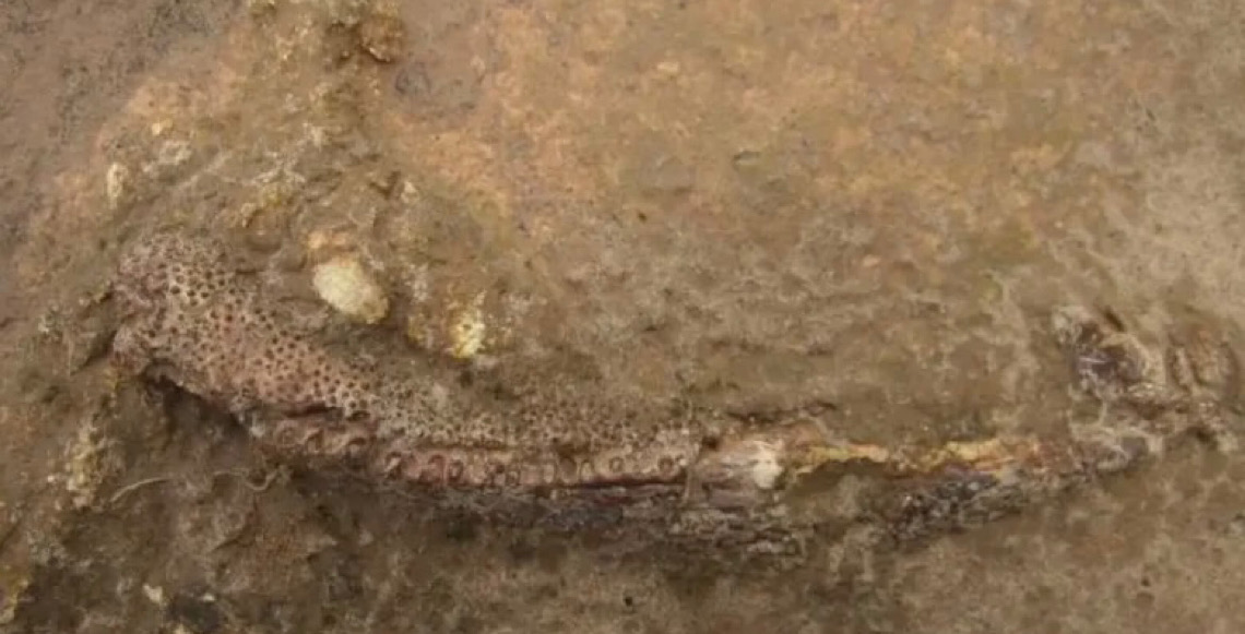 Fóssil revela forma muito primitiva de anfíbio que habitou o Nordeste do Brasil há 280 milhões de anos