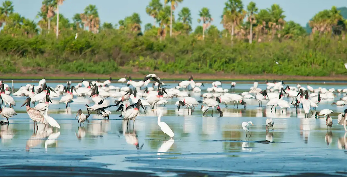Conheça novas áreas de proteção ambiental no Brasil, no Cerrado e também no Pantanal