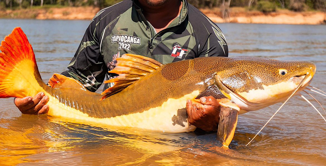 COP15 aprova maior proteção de bagres gigantes da Amazônia e ariranhas 