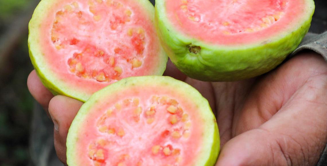 Encontro técnico ensina produtores rurais no Distrito Federal a utilizar drones em plantações de goiaba