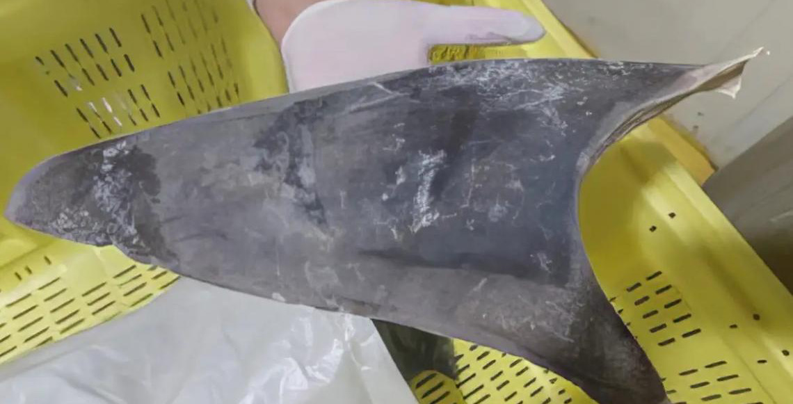 Exportação de barbatana do tubarão-azul, produto muito apreciado pelo mercado asiático é proibido no Brasil