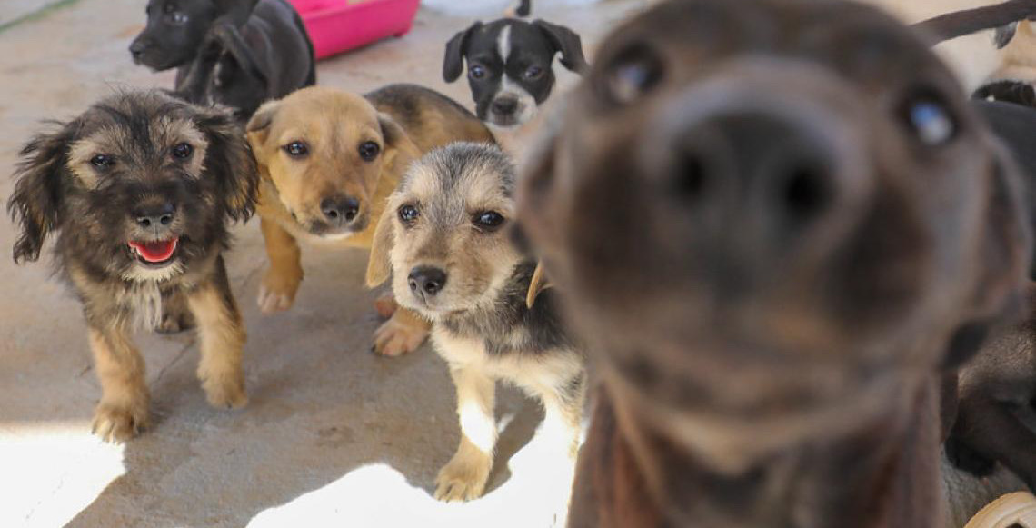 Novo serviço de castração gratuita conta com hemograma e microchipagem de cães e gatos