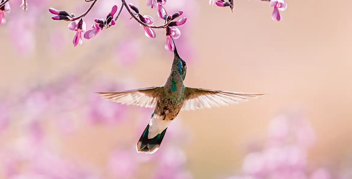 Pesquisadores descobrem que os beija-flores consomem álcool no néctar de flores