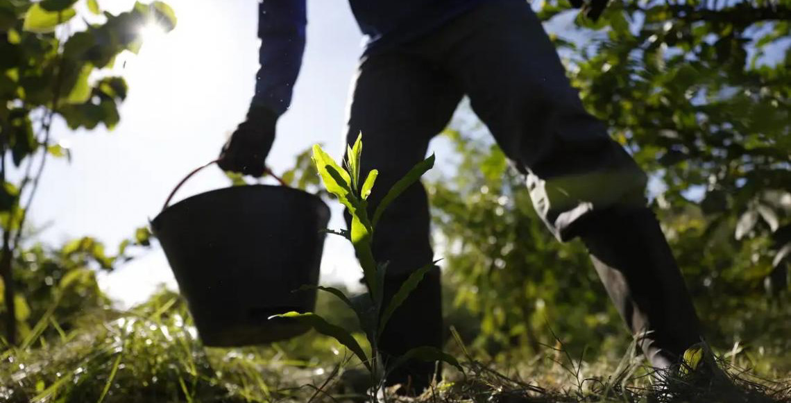 Apresentado pelo Governo do Brasil plano para desenvolver bioeconomia no país até 2035